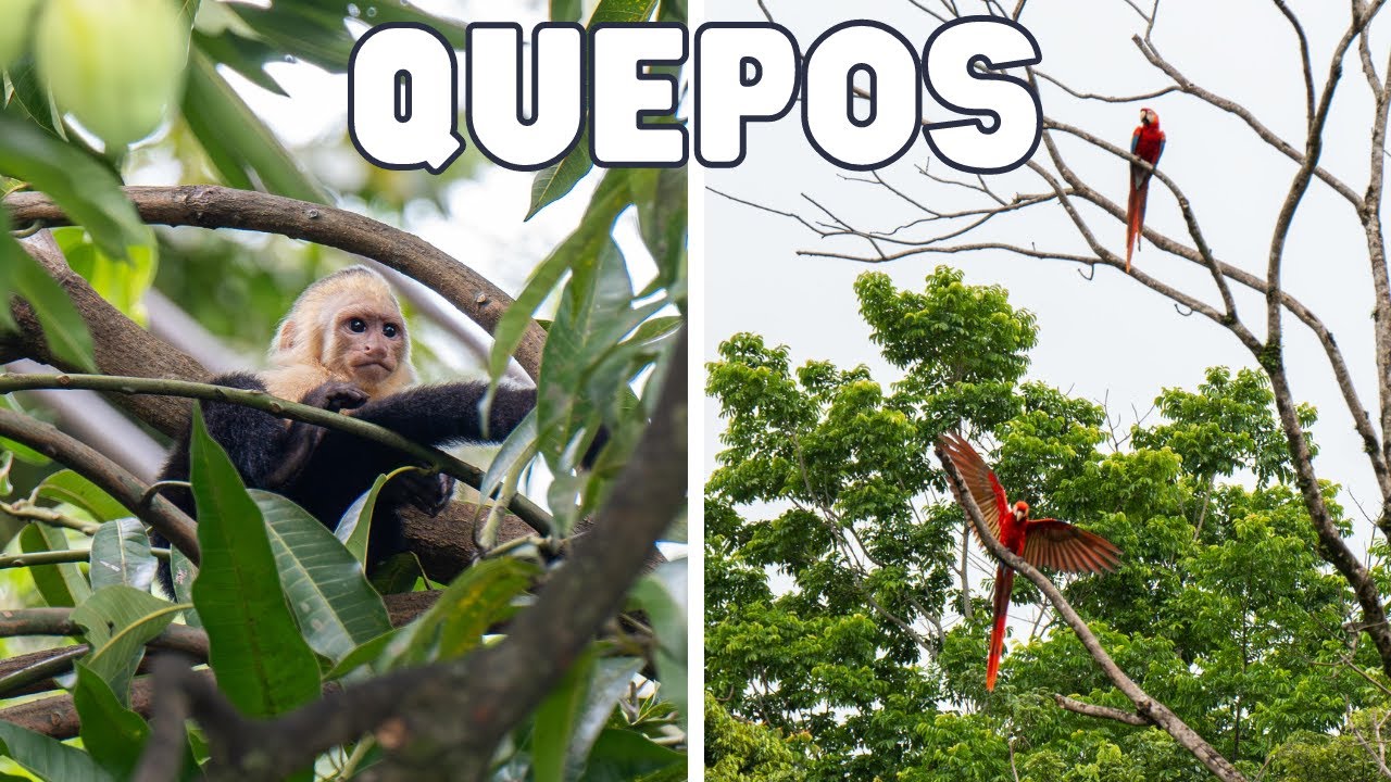 Quepos, Costa Rica Travel Vlog. Quepos Town, Espadilla Beach, Toucans, Macaws, El Avion & More!