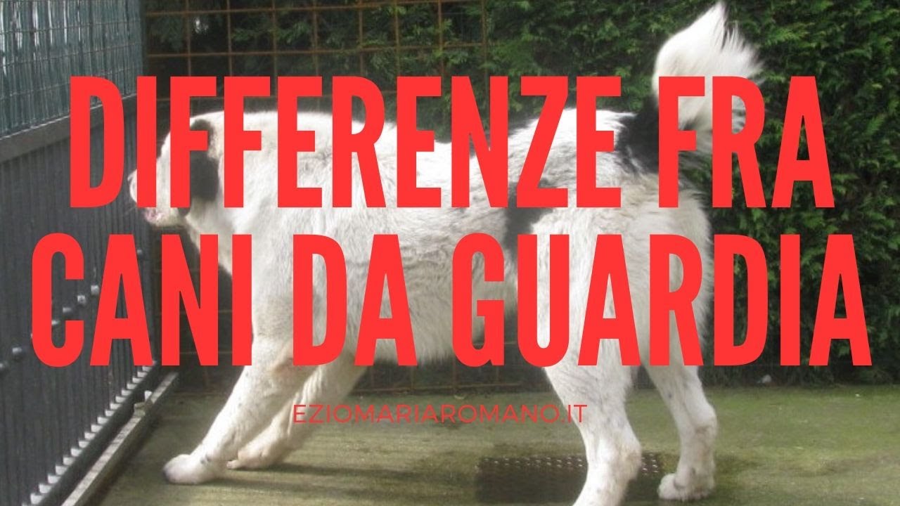 Differenza Fra Un Cane Da Guardia e Un Cane 