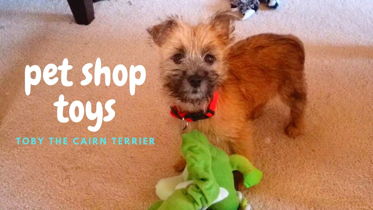 Pet Shop Toys | Cairn Terrier Puppy shops for new toys!