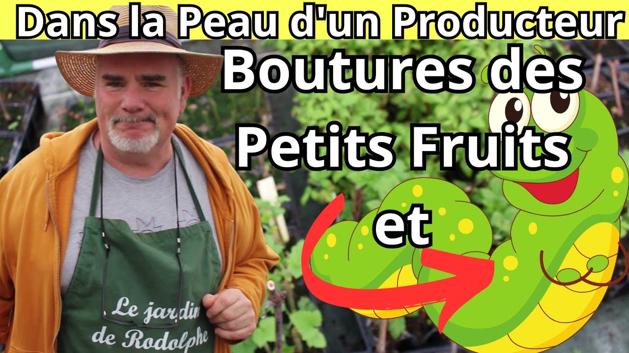Sauver les Boutures : Lutte contre l'Invasion de Chenilles sur les Groseilliers