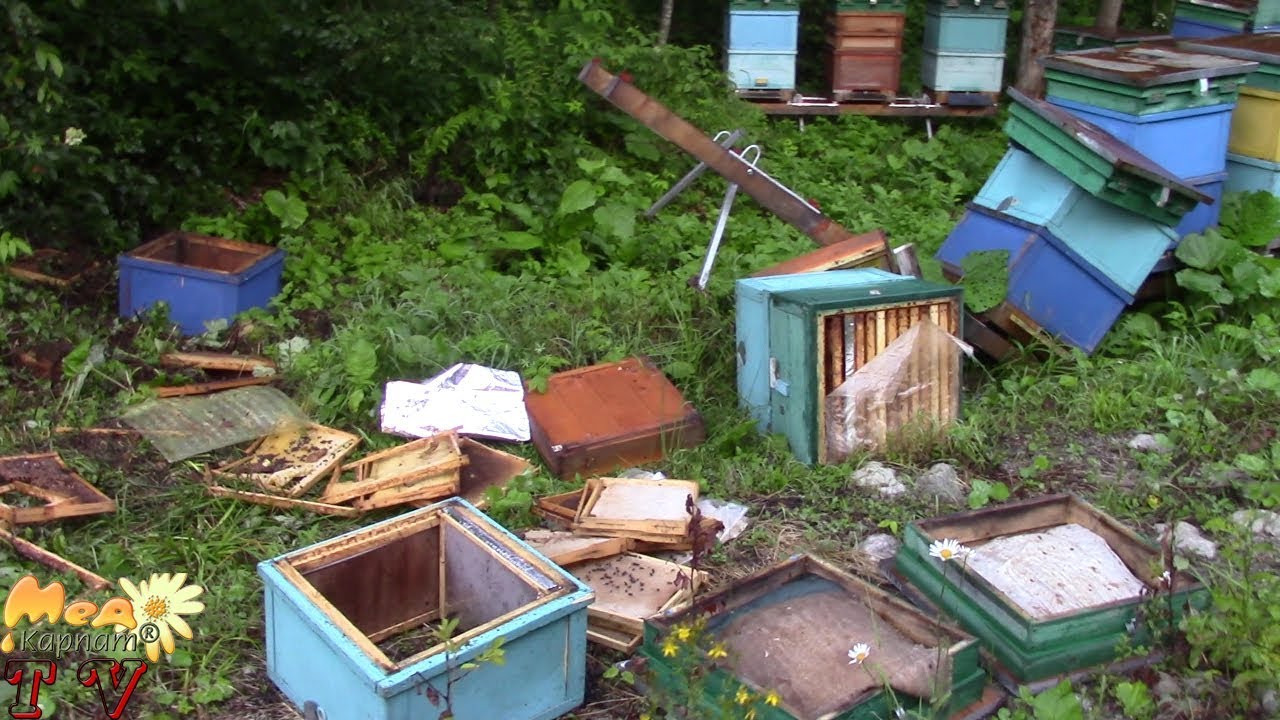 Обережно, ведмеді нападають! / Caution, the bears attack!