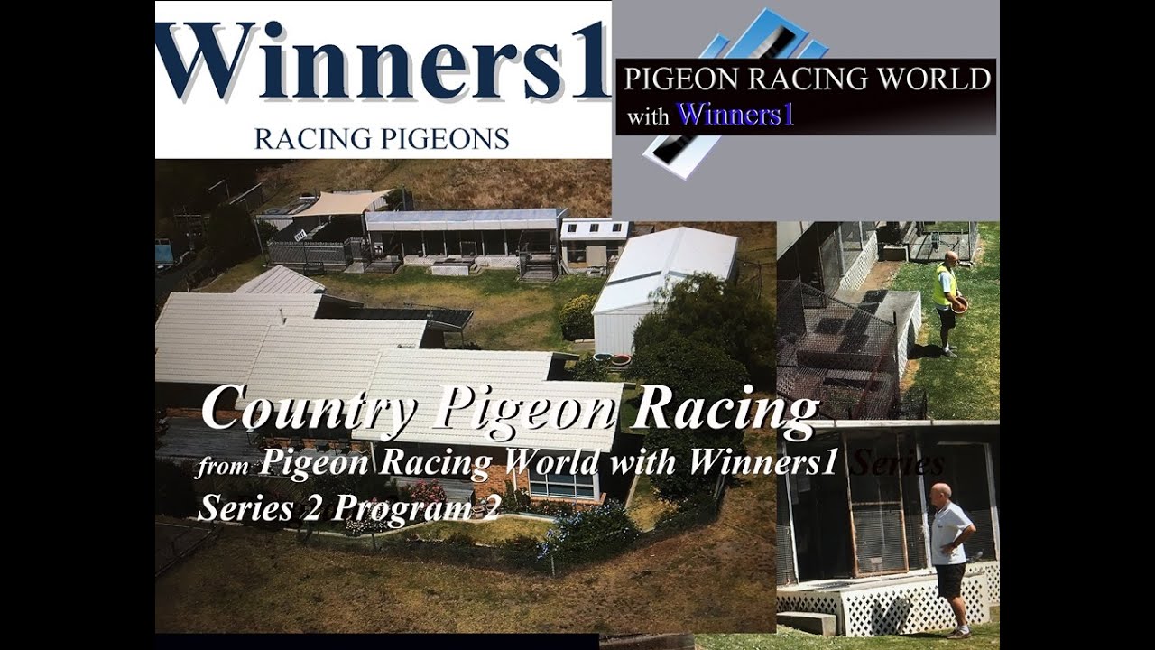 Country Pigeon Racing from Pigeon Racing World with Winners1 Series 2 Program 2