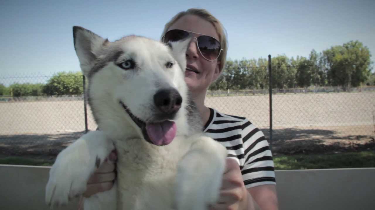 Amazing Dog Up for Adoption!