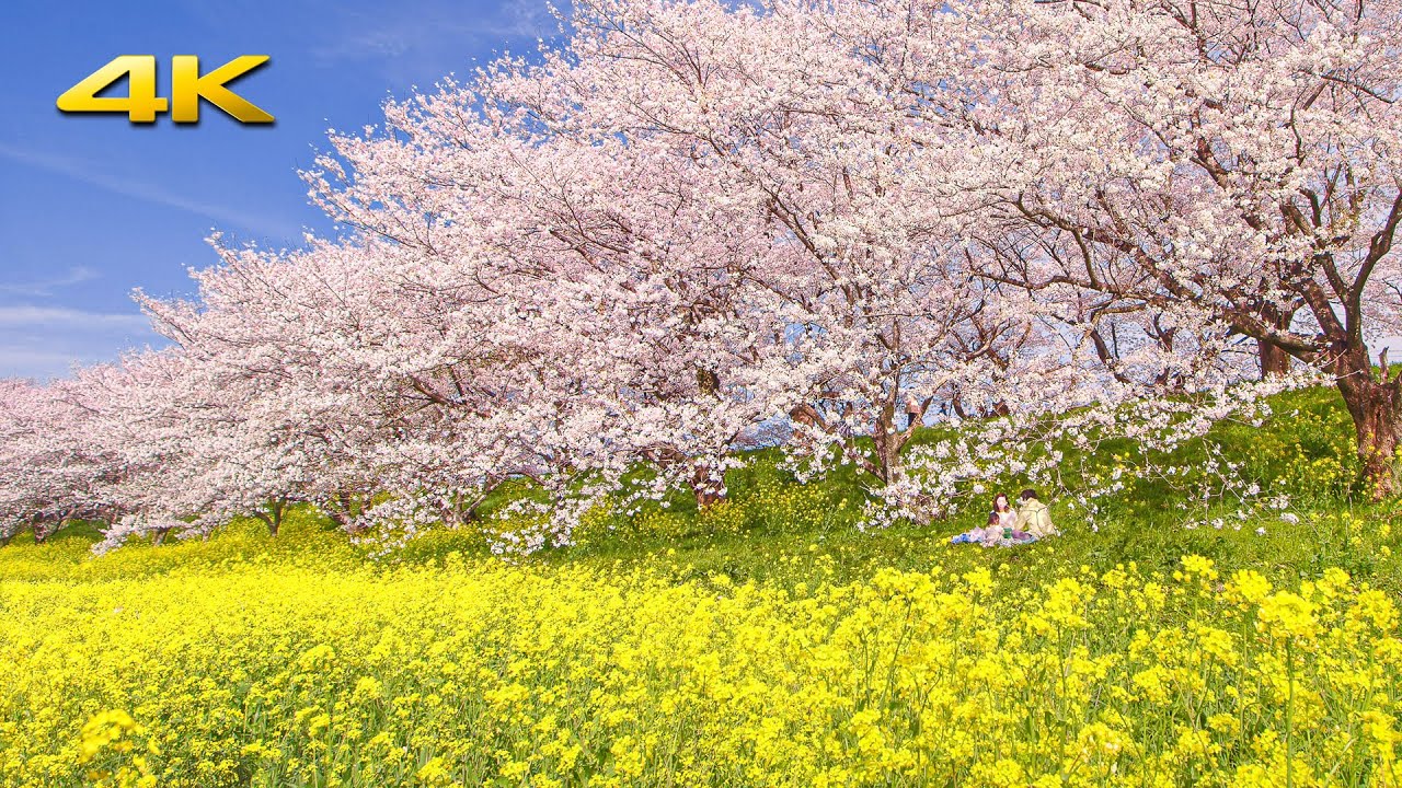 桜並木と菜の花の競演 / 雪の様に舞い散る桜吹雪 / 吉見さくら堤 - Cherry Blossoms and Rapeseed at Yoshimi Sakura Zutsumi (BMPCC6K)