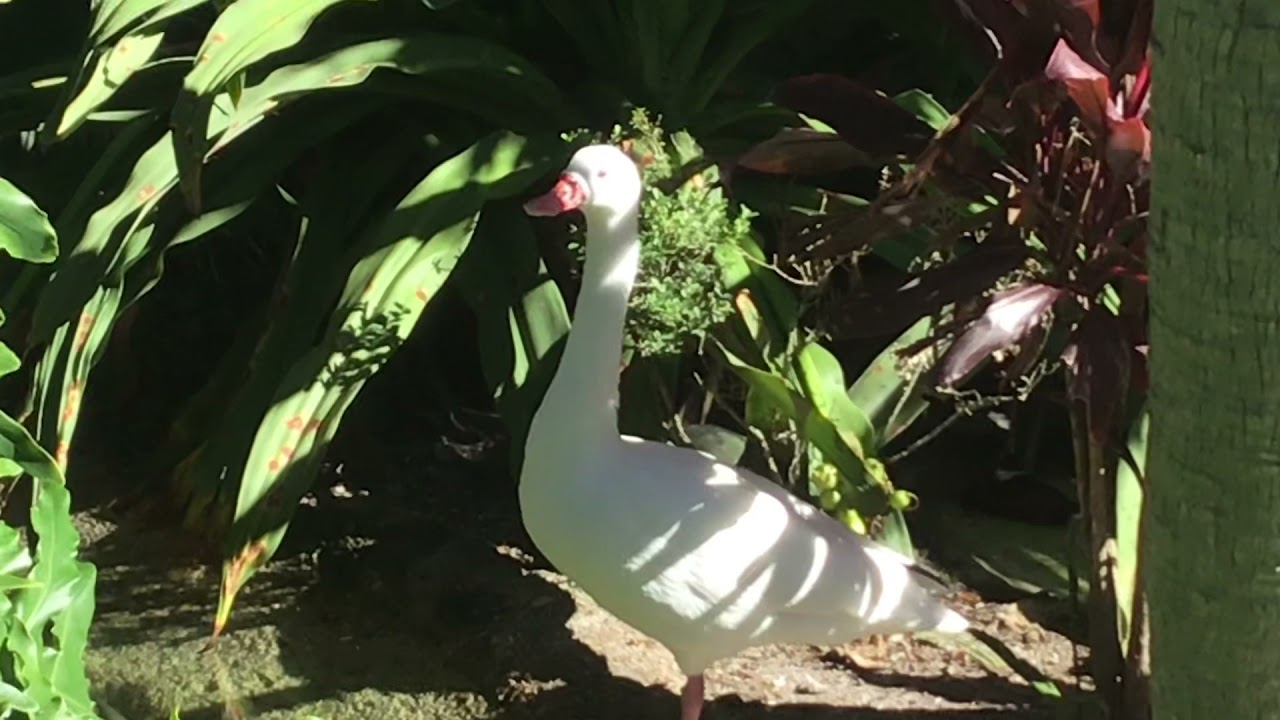 Coscoroba swan sings