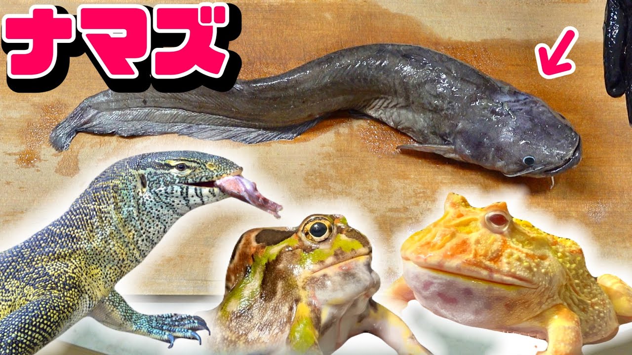 ナマズの頭や内臓はみんなのご馳走です。