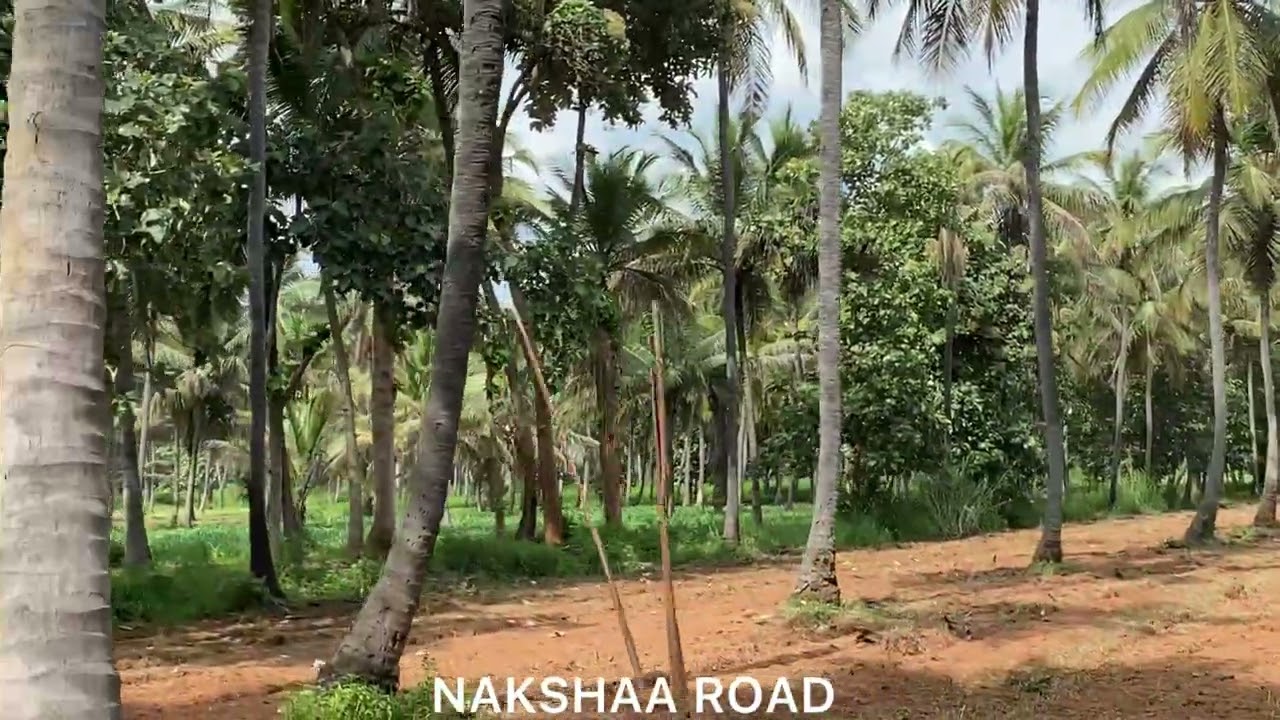 1 ACRE 36 GUNTE COCONUT FARM LAND FOR SALE BENGALURU 72KM CHANNAPATNA NEAR CANTACT NUMBER:9164989866
