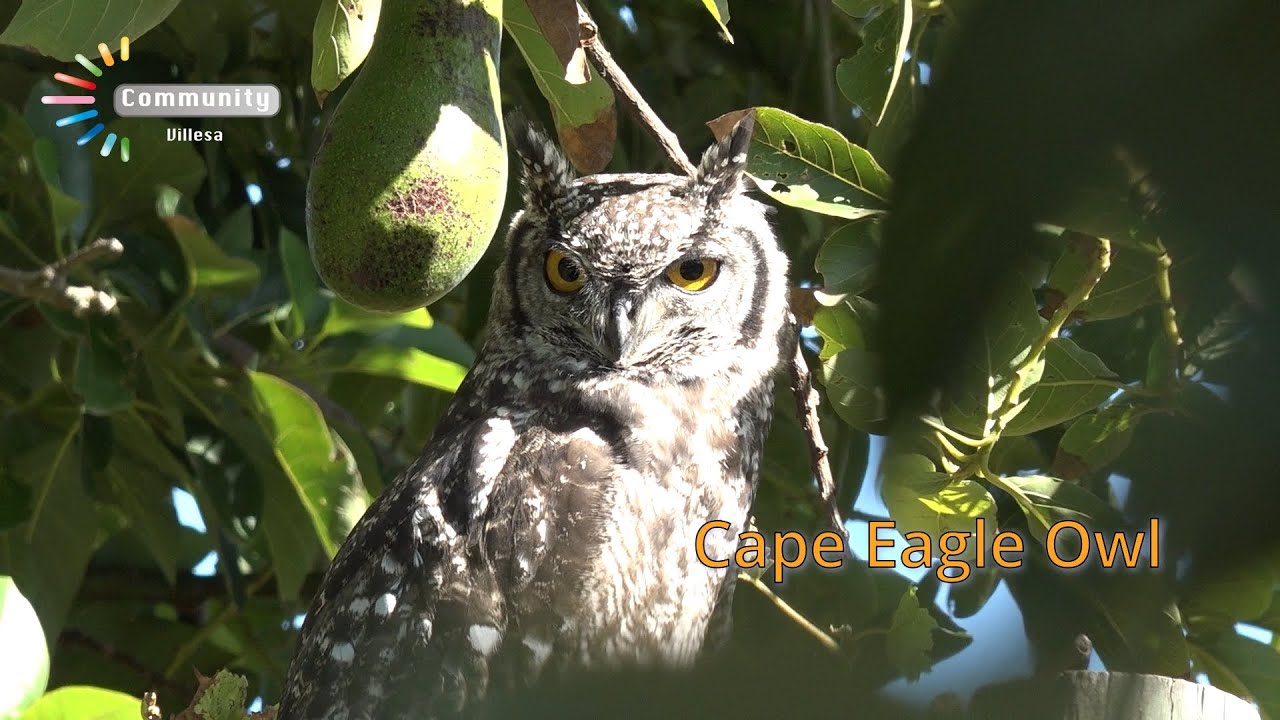 Wise Old Owl