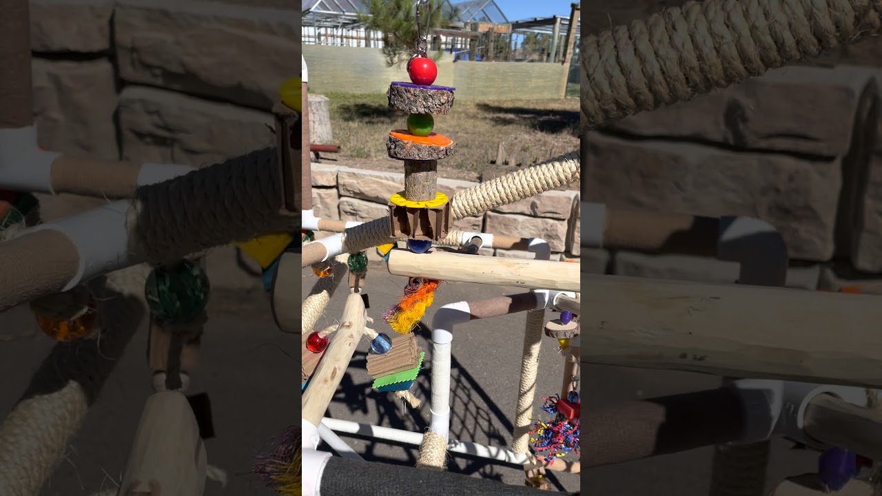 GET CREATIVE2  PVC PARROT PLAYGROUND