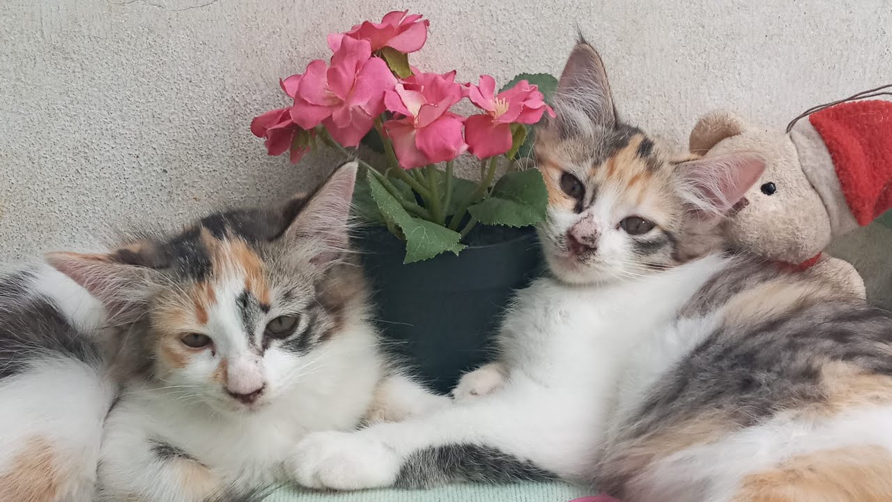 Cats & kittens are 865 & 774 & 700 & 617 & 516 & 499 & 451 & 375 & 260 & 222 & 122 &282 &216 &114&80