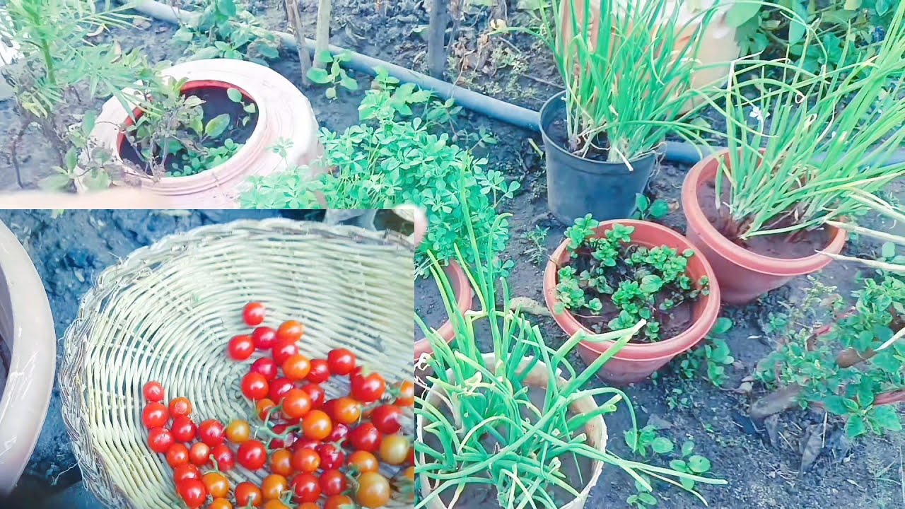 మా ఇంటి పెరడు || My garden || 