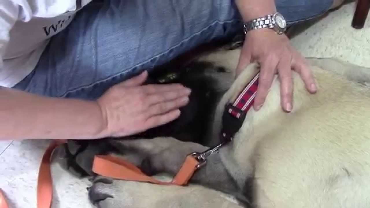 Best Puppy Teething Tips #1
