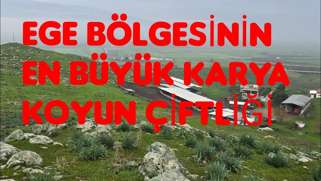 Ege bölgesinin karya koyun çiftliği