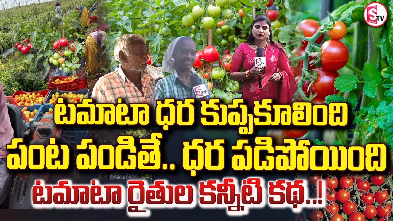 పడిపోయిన టమాట ధర నిరాశలో  రైతులు | Tomato Prices Crash to ₹200 Per Tray | Farmers in Huge Loss