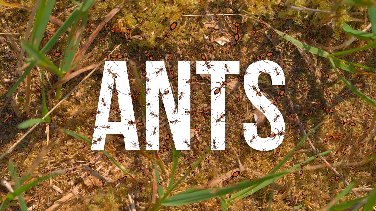 12 hours of ants working in the forest