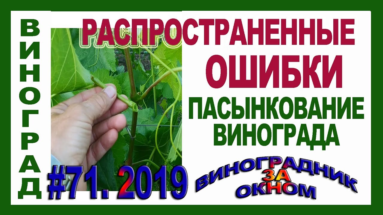 🍇 Как избежать ОШИБОК. Как ПАСЫНКОВАТЬ виноград ПРАВИЛЬНО. Зачем нужны пасынки? Зеленые операции.