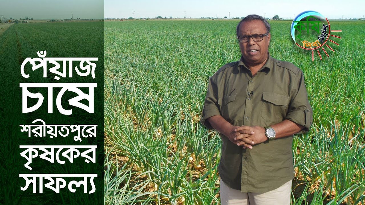 জাজিরায় পেঁয়াজ চাষে সফল কৃষক | কৃষি দিবানিশি | Shykh Seraj | Bangladesh Television |