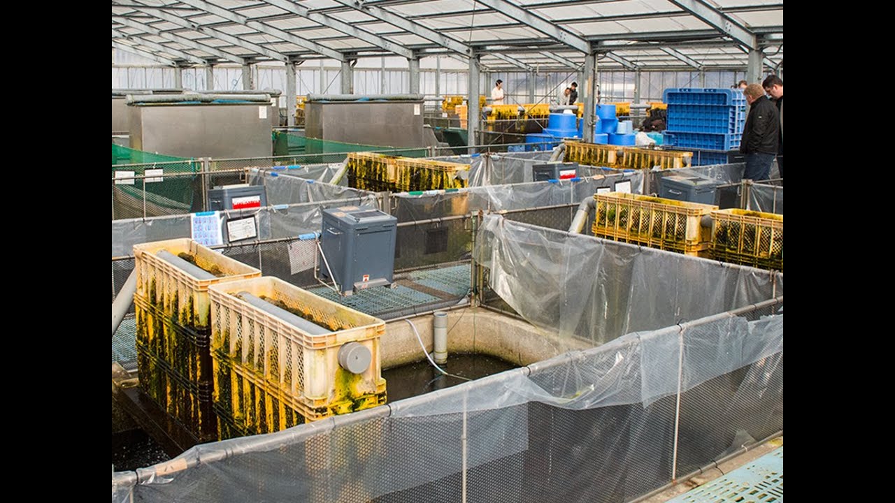 Modern Koi Blog #714 - Momotaro Koi Farm