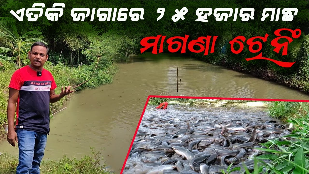 ଅଳ୍ପ ଜାଗାରେ ଅଧିକ ମାଛ, କମ୍ ସମୟରେ ଅଧିକ ଲାଭ | High quantity fish in less area, more profit in less time