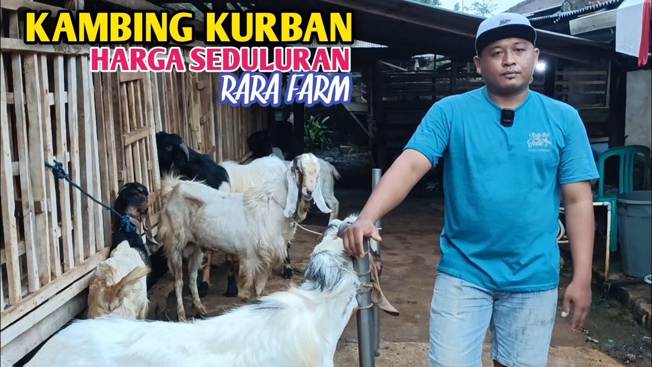 Harga Kambing Kurban Hari ini 