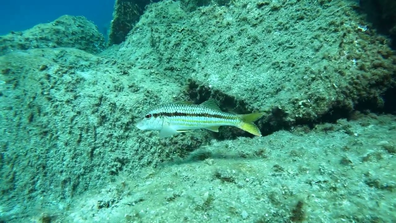 Spigolona e Super Triglione  - Sardegna