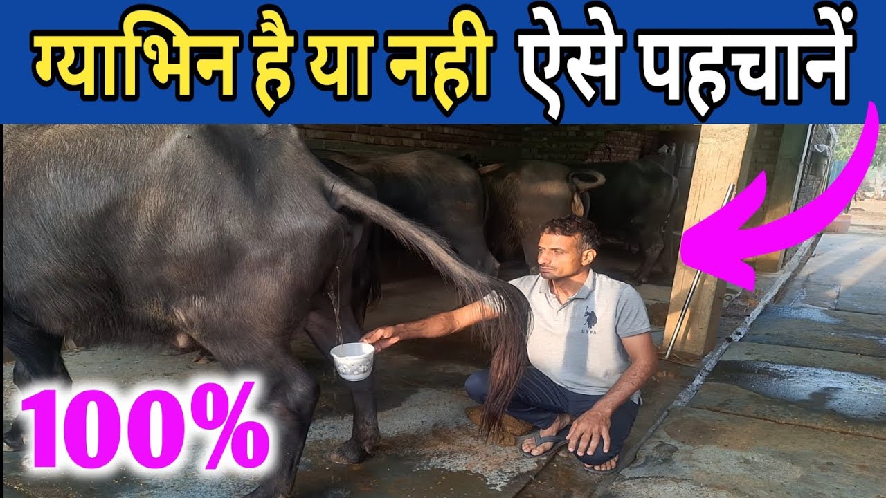 ग्याभिन पशु की पहचान कैसे करें सही तरीका।Buffalo Pregnancy Test#Cow#Dairy#farming#Pilaniadairyfarm👌