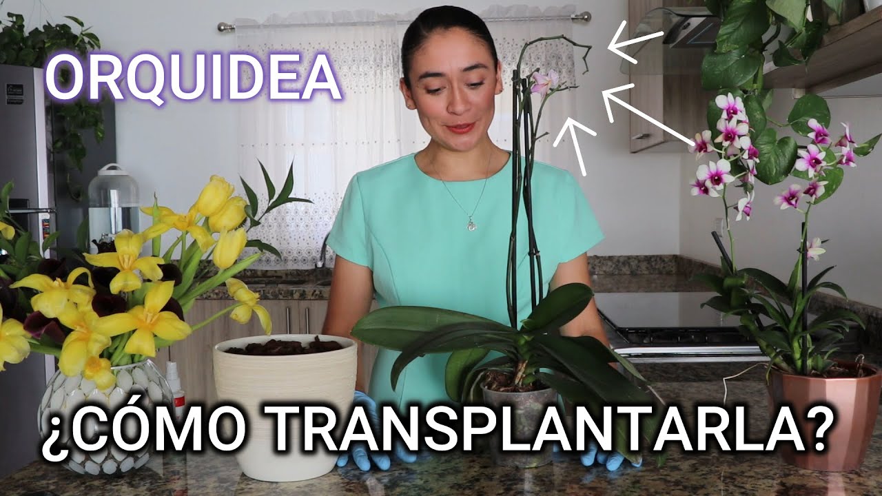 Orquídea | Trasplante Orquídea Phalaenopsis | ANTONIETA TIPS