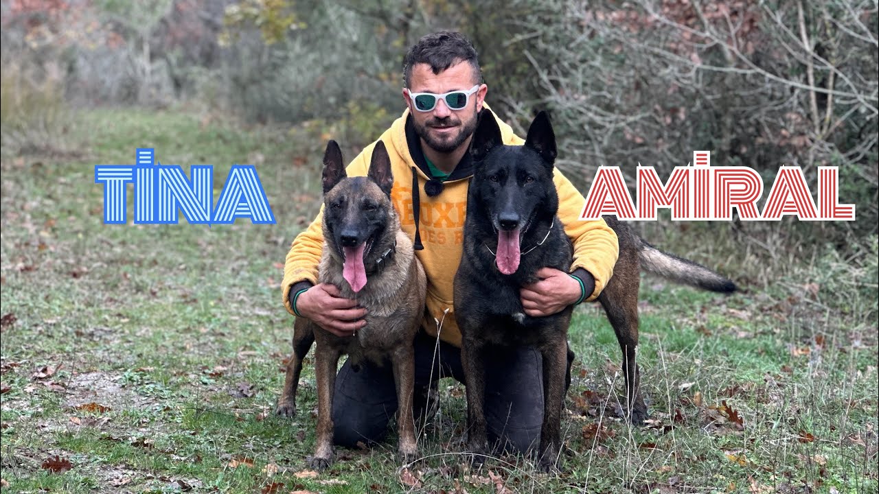 AMİRAL VE TİNA İLE YARIM KALAN ORMAN GEZİSİ PART 2 😁 #eyüpdoğan #belçikakurdu #malinois #doberman