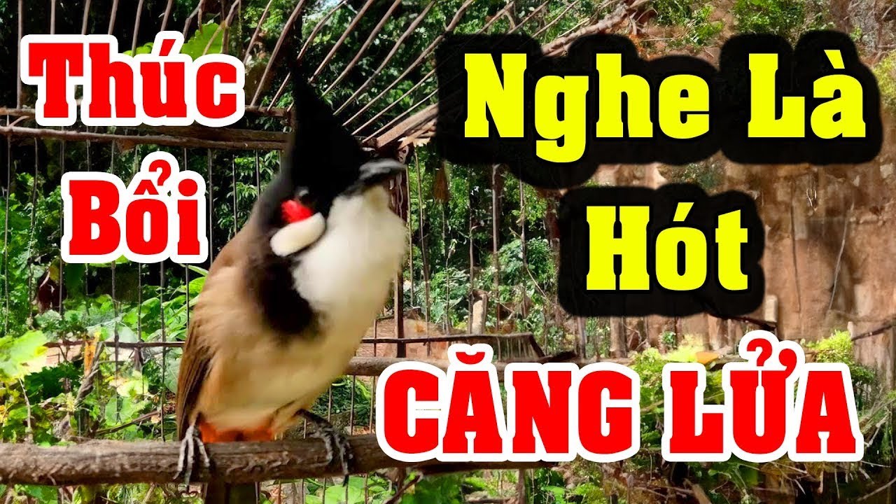 luyện cho chào mào bổi hót | luyện giọng chào mào hót sáng kích bổi hót đấu căng lửa. chào mào hót