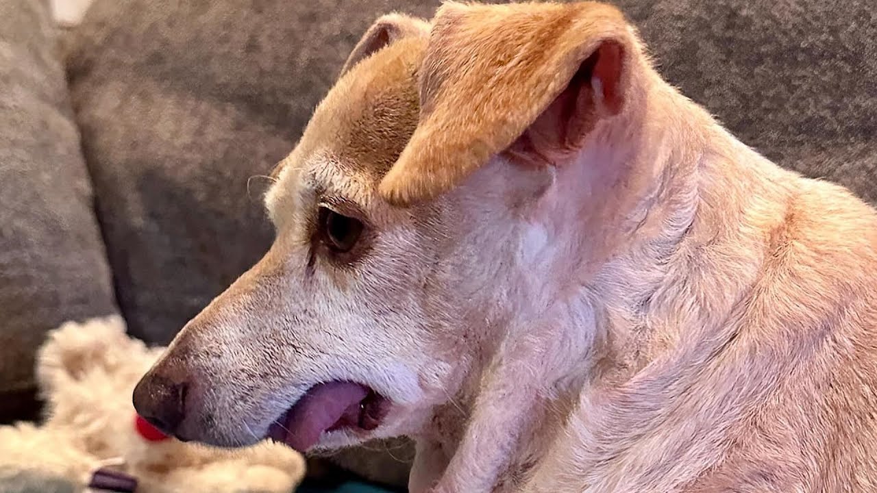Dog keeps asking for kisses during interview