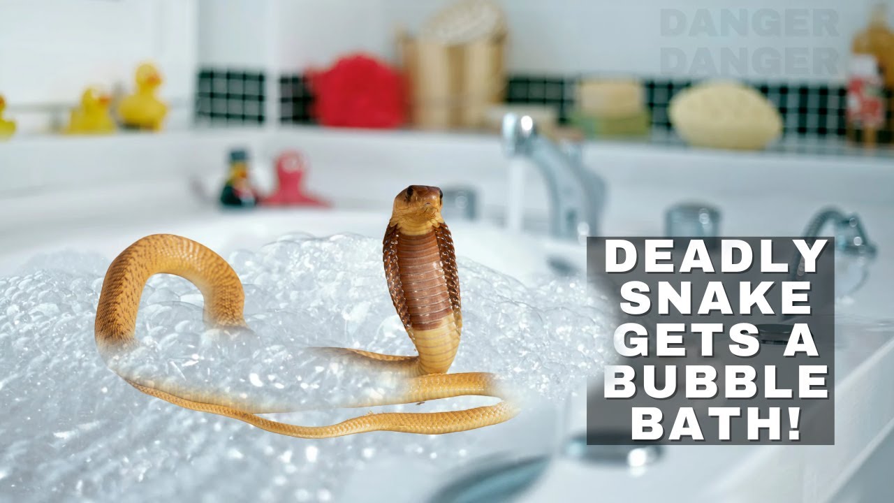 DEADLY snake getss a bubble bath.