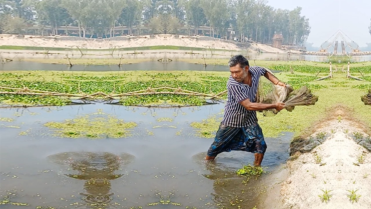 Traditional Net Fishing During Monsoon Floods in Rural Bengal Rice Paddies - Best Net Fishing Skill