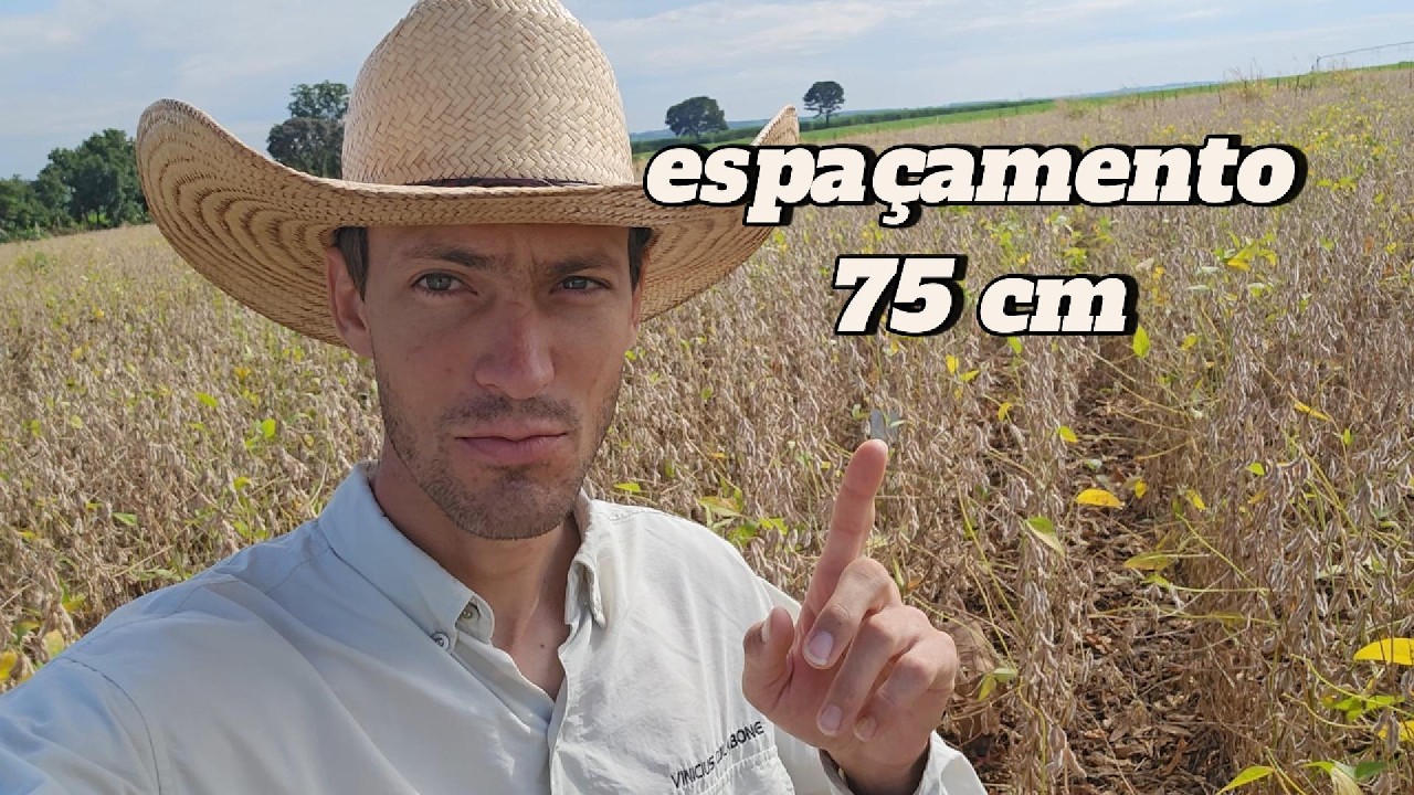 Teste na Lavoura de Soja 😮 Nitrogênio na Braquiária e Espaçamento 45 a 75 cm