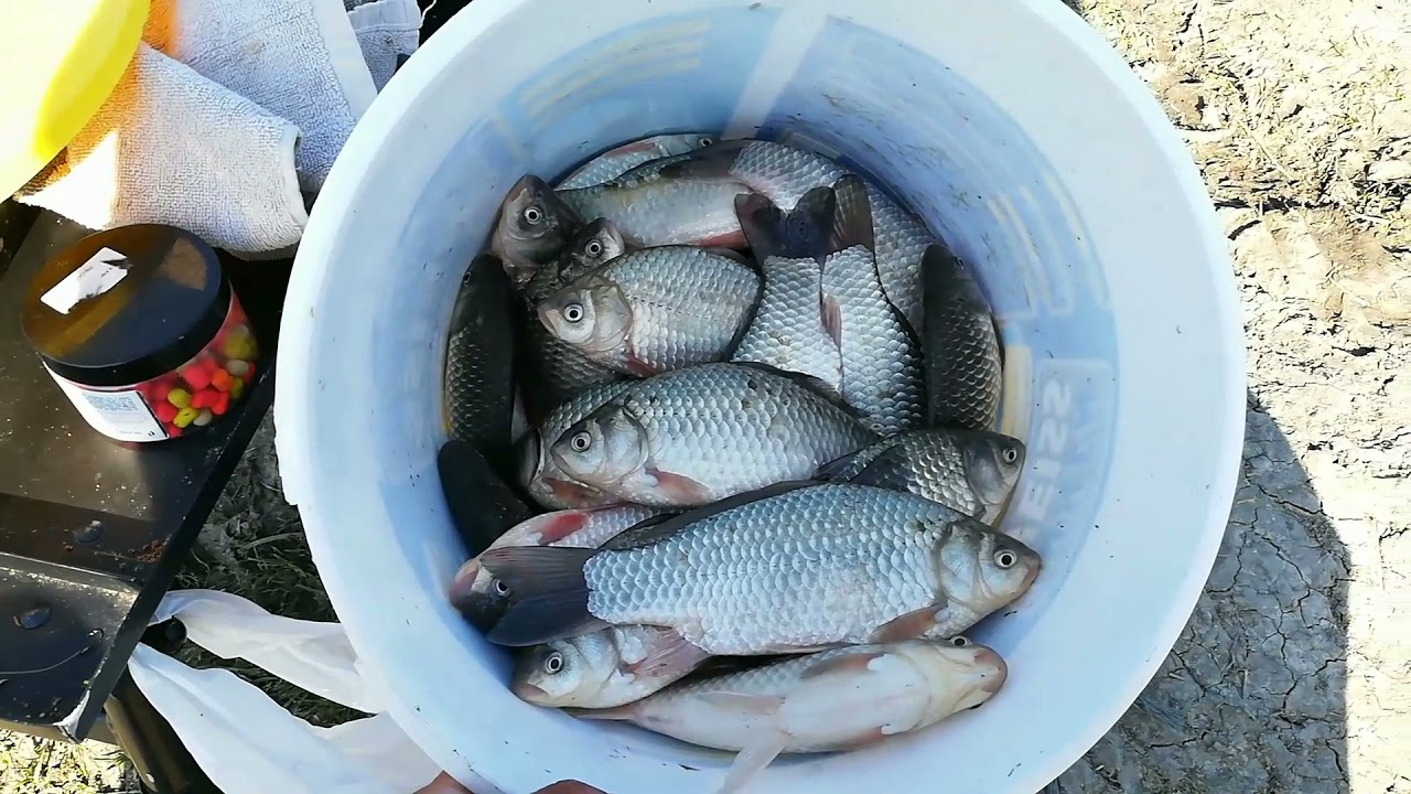 Pescuit la caras salbatic cu feederul pe canal la Frasinet 27.03.2021