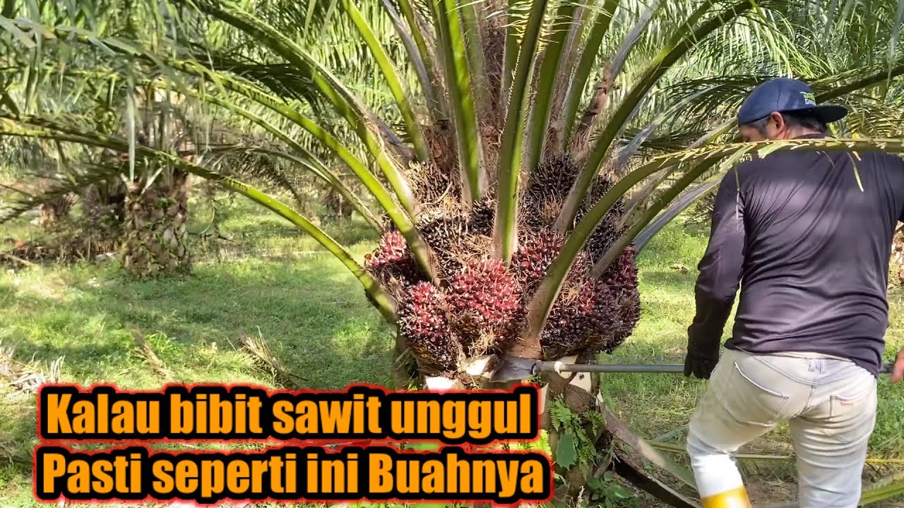 Panen sawit pokok rendah || kalau bibit unggul pasti seperti ini buahnya lebat-lebat