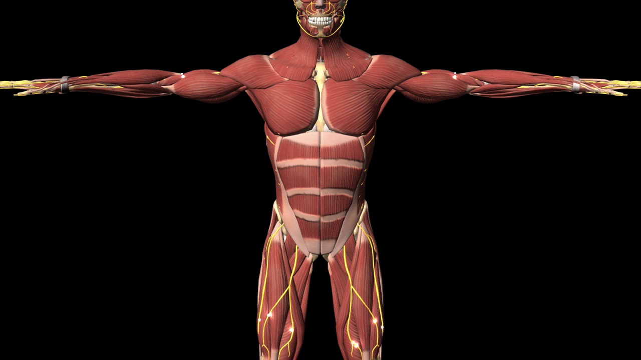 COMT Inhibitors for Parkinson's Disease