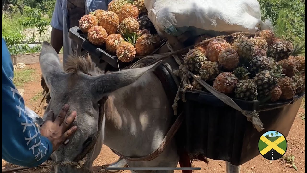 Mini documentary of Brissett farm - Pineapple heaven in Jamaica