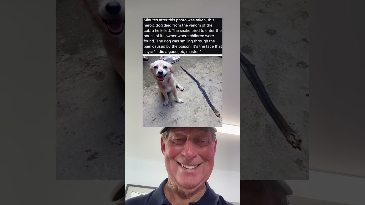 This Heroic Dog Died From The Venom of The Cobra He Killed. (grandpa)