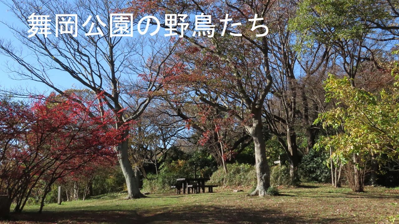 舞岡公園の野鳥たち