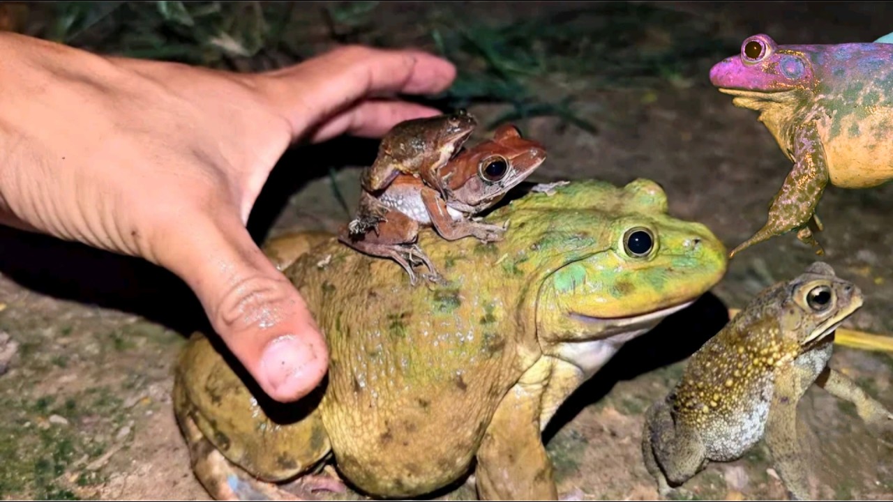 Catch giant frog and small frog for fun, bullfrog, scary frog, beautiful frog, yellow frog, toads