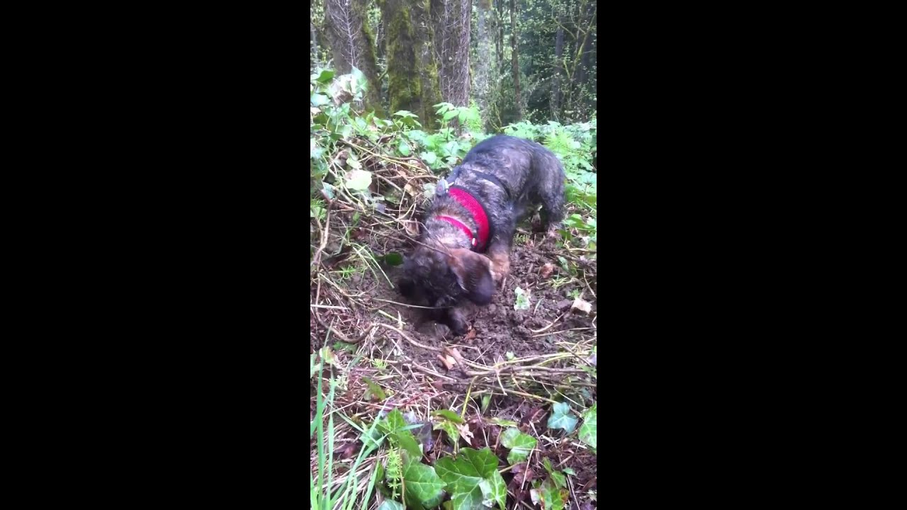 Max, a 9 months old wire-haired dachshund, goes hunting.