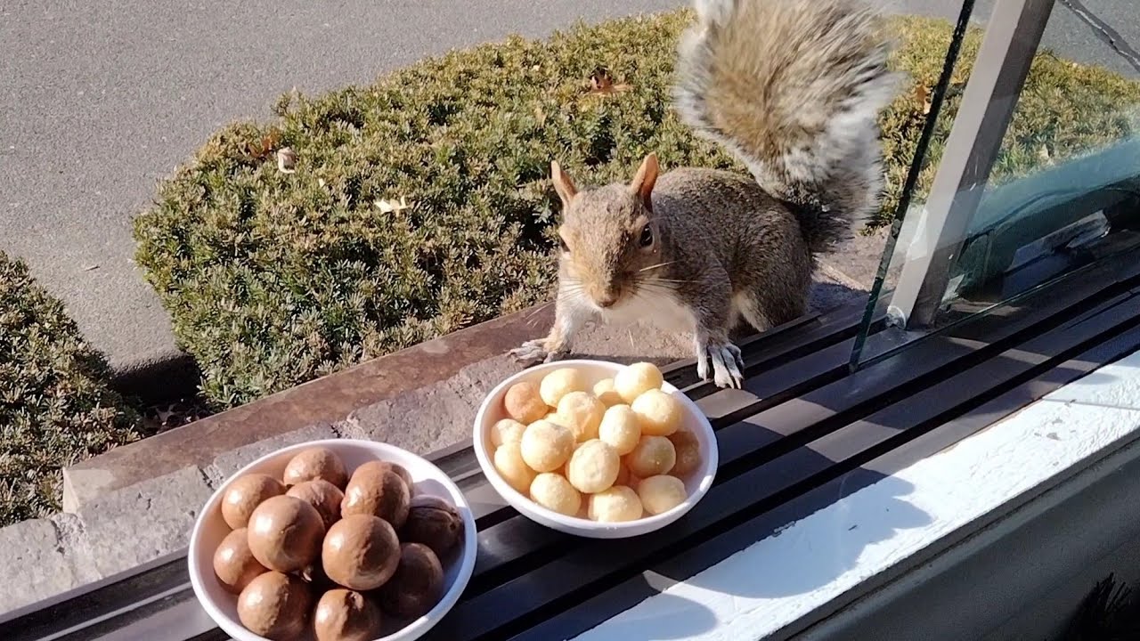 Squirrels' reactions to macadamia nuts