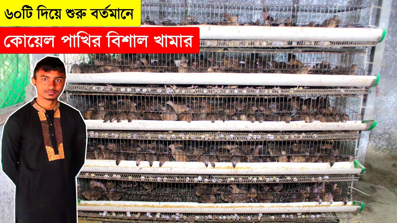 মাত্র ৬০টি দিয়ে শুরু করে বর্তমানে ৬০০০ প্লাস জাপানি কোয়েল পাখির বিশাল খামার | Koyel Pakhi Palon.