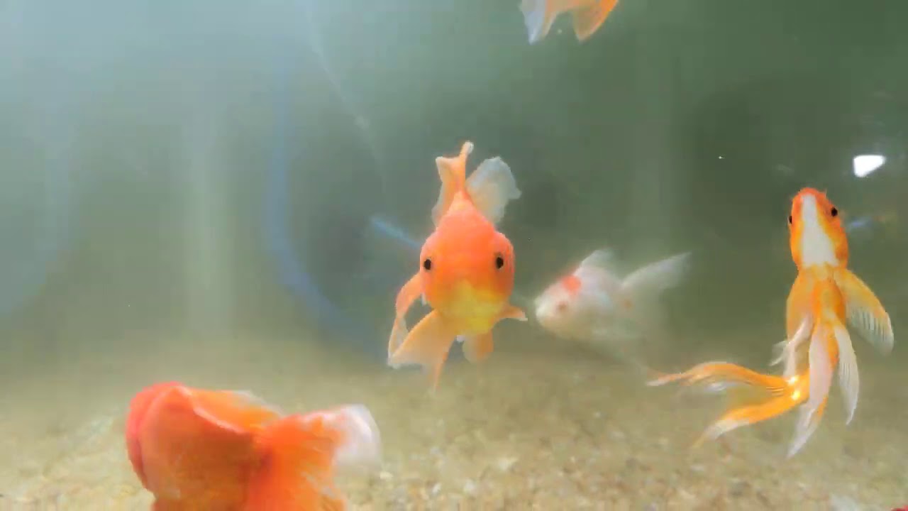 Oriental Goldfish #Funny Goldfish