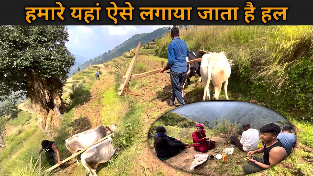 हमारे यहां ऐसे लगाया जाता है हल #lifestylevlog #nature #pahadi #uttakhandi 