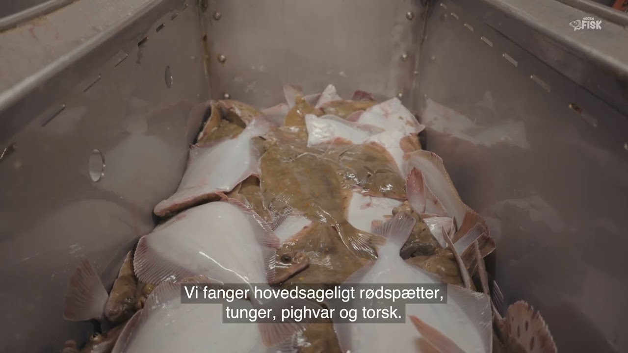 VORES FISK - GARN // DENNIS BIRNBAUM, HVIDESANDE