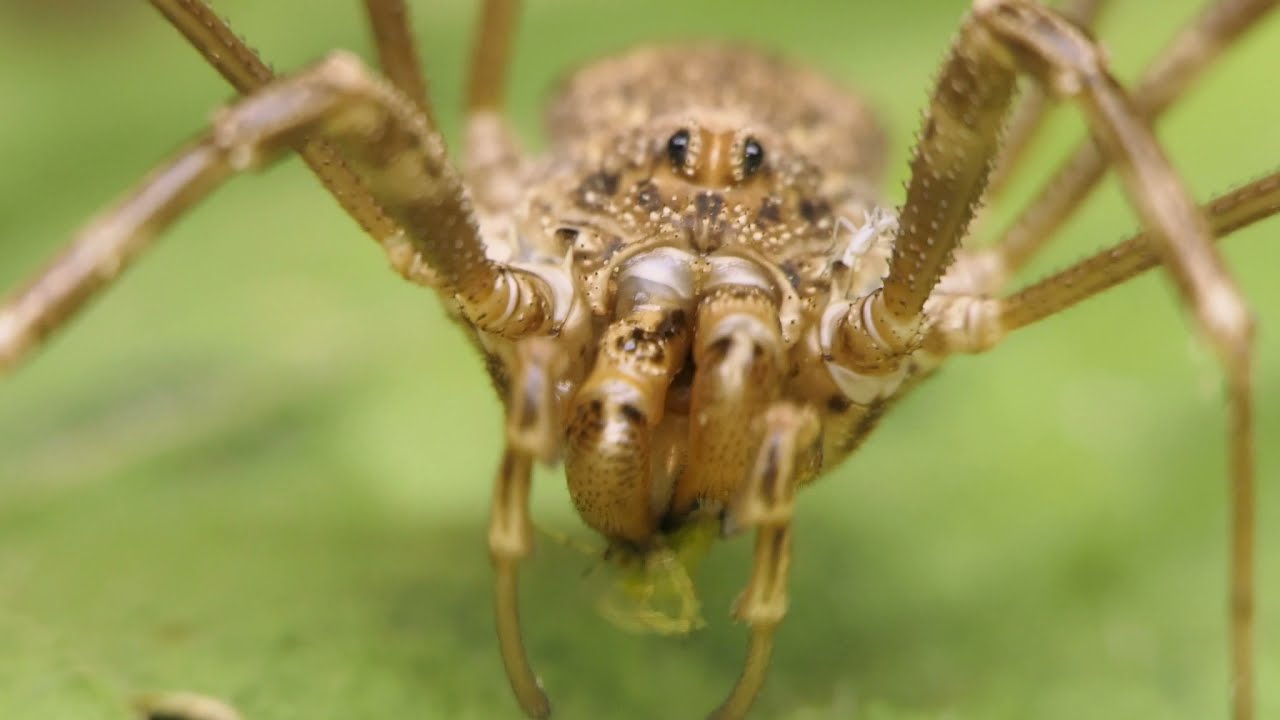 Opiliones (harvestman) grooming and eating.