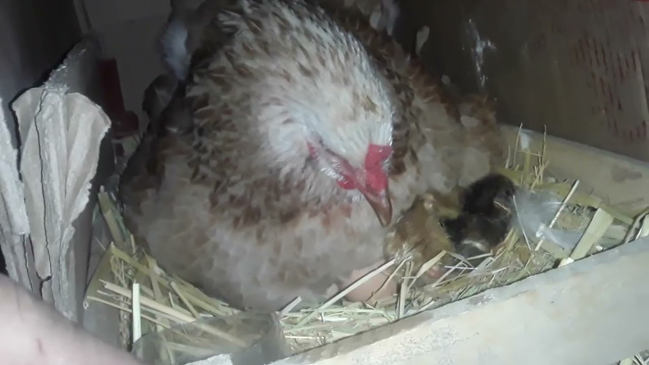 Курік тауығым балапан ашып бастады🐣🐤🐥