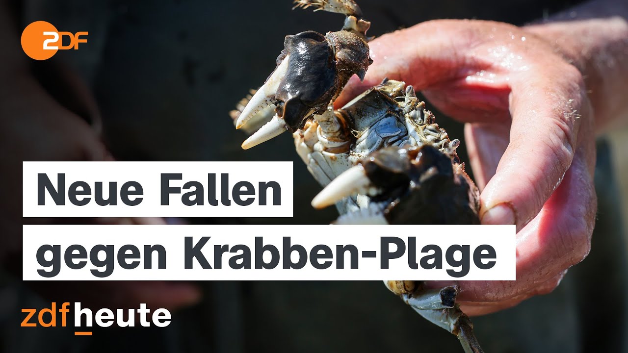 Wollhandkrabben auf Herbstwanderung: Wie kann man die invasive Art zur&uuml;ckdr&auml;ngen?
