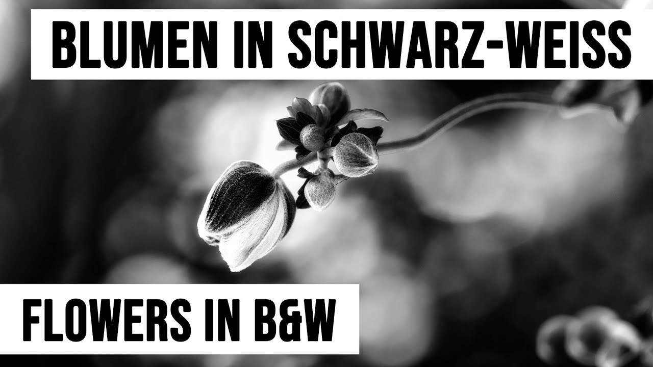 Wie gelingt Blumenfotografie auch in Schwarzweiß?